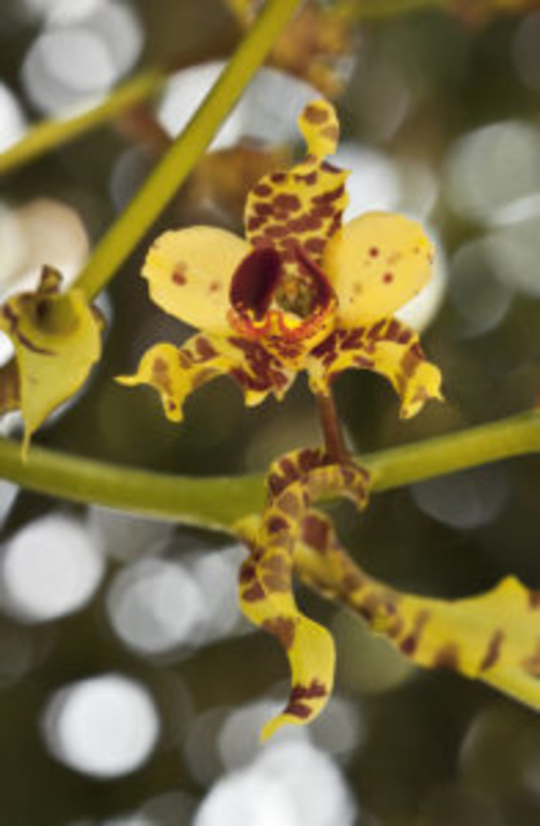 hurricane irma cowhorn orchid