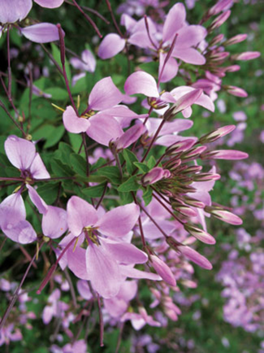 Lavender-pink blooms of Cleome Senorita Rosalita