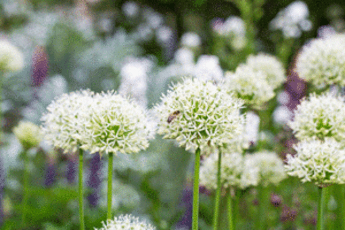 white-flowered allium mount everest