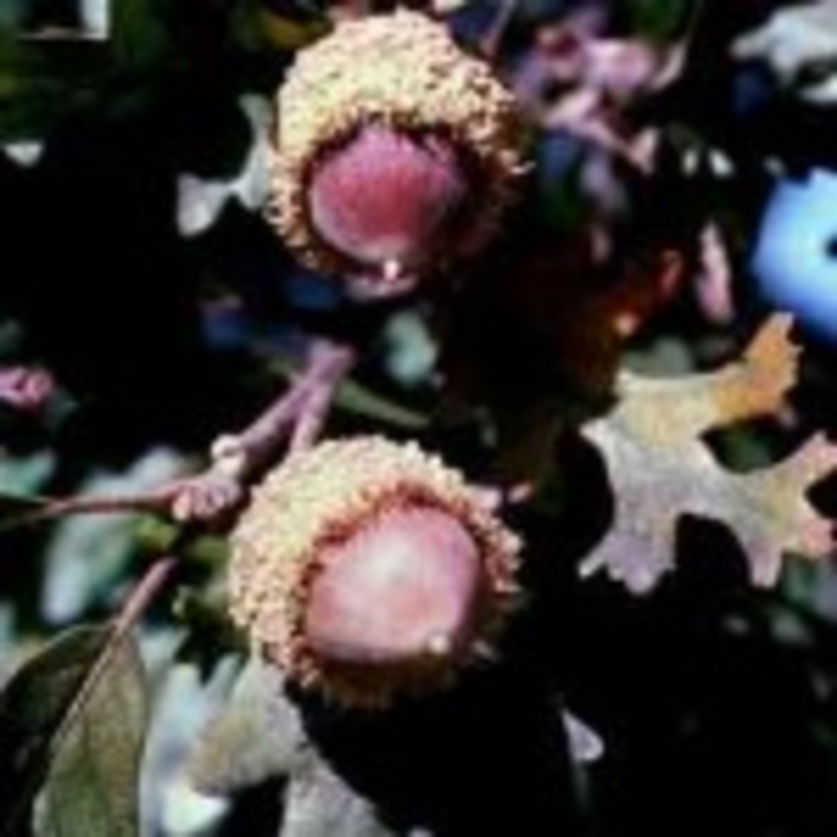 Acorns of bur oak, Quercus macrocarpa