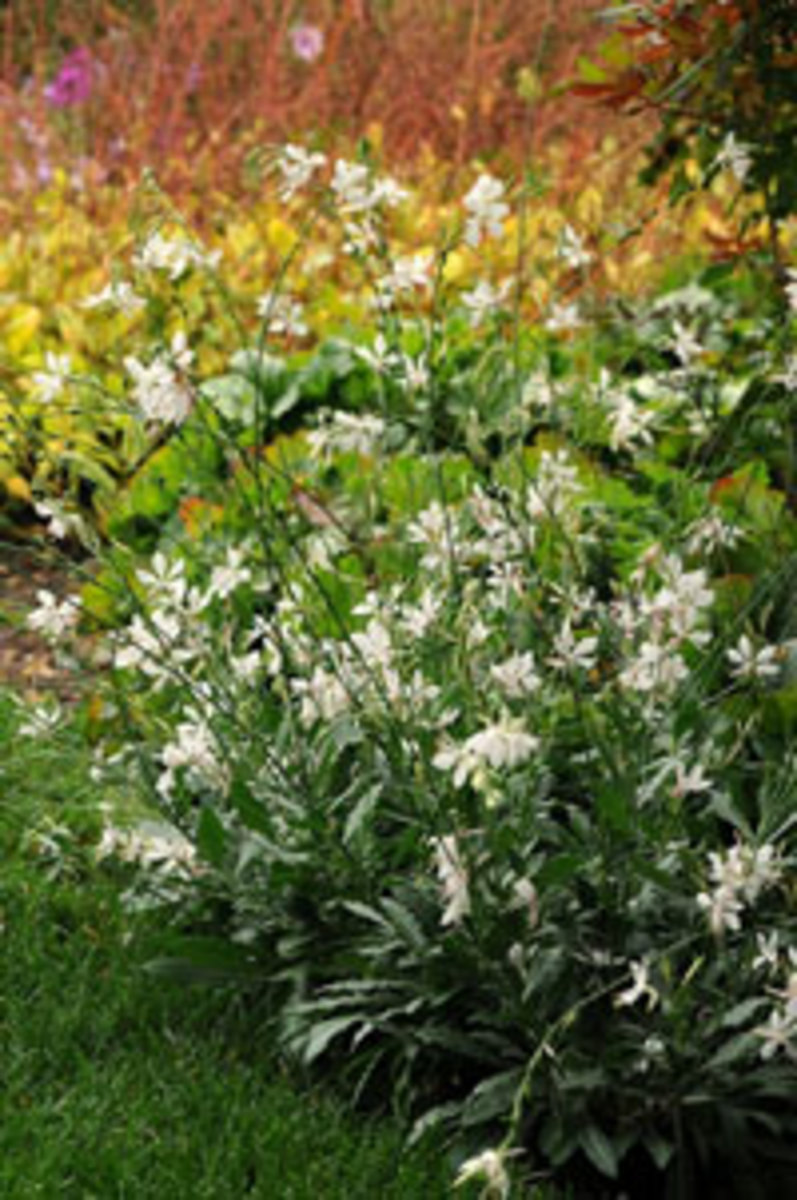 Plant Sparkle White Guara For Delicate Color And Movement Horticulture