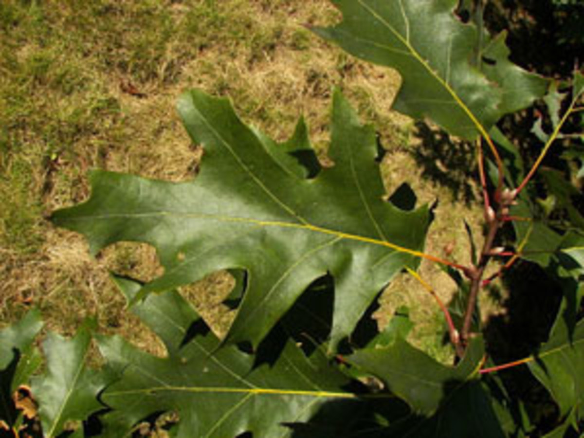 black oak quercus velutina