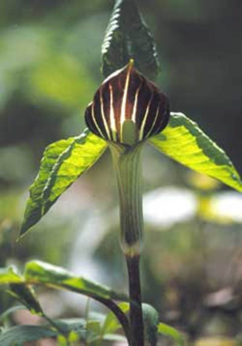 jack in the pulpit flower