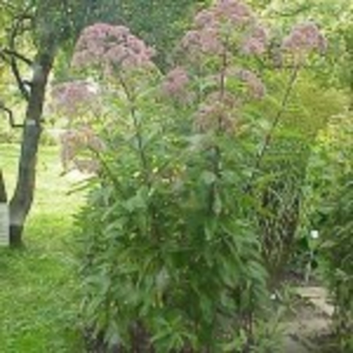 Joe-pye weed (Eupatorium purpureum
