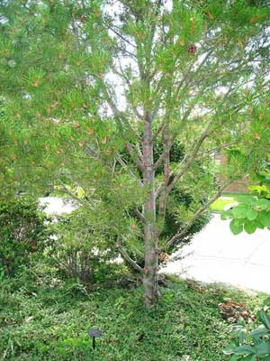Lacebark Pine Pinus bungeana