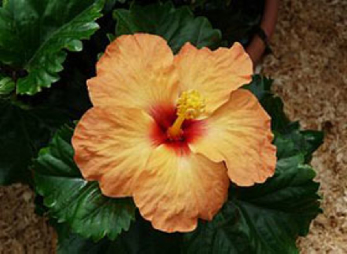 tropical hibiscus flower