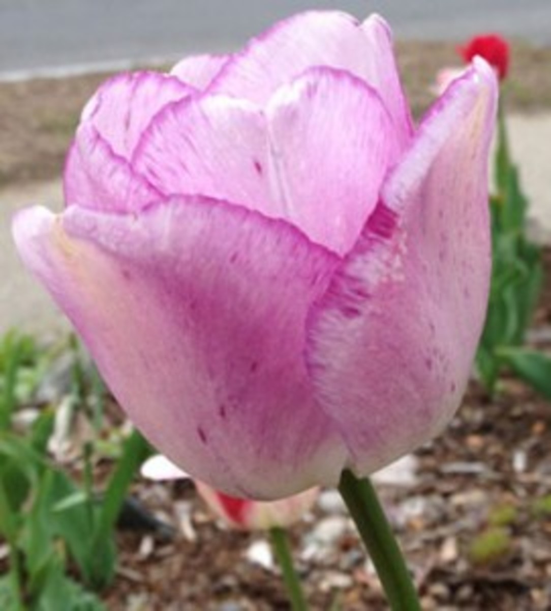 shirley tulip purple