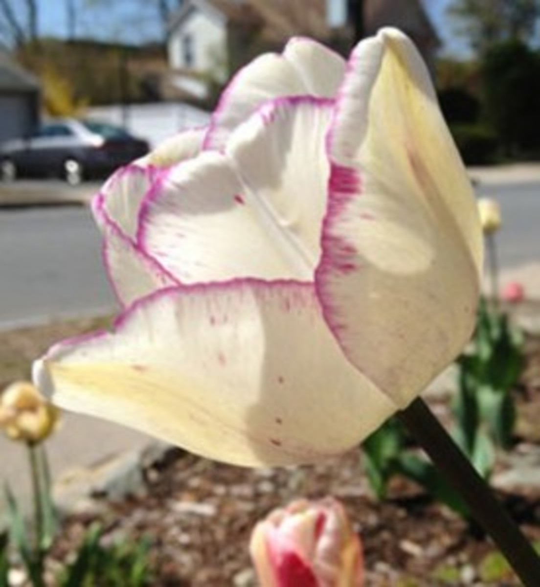 shirley tulip opening