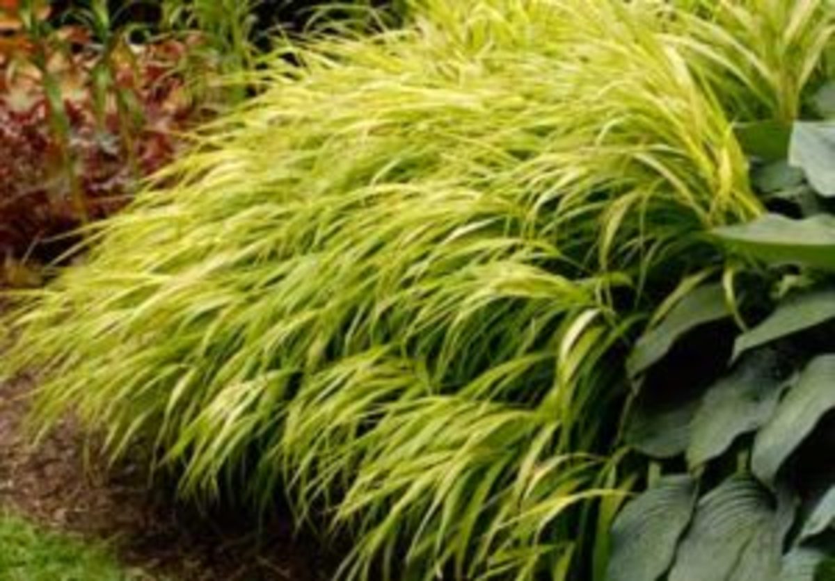 Japanese forest grass All Gold