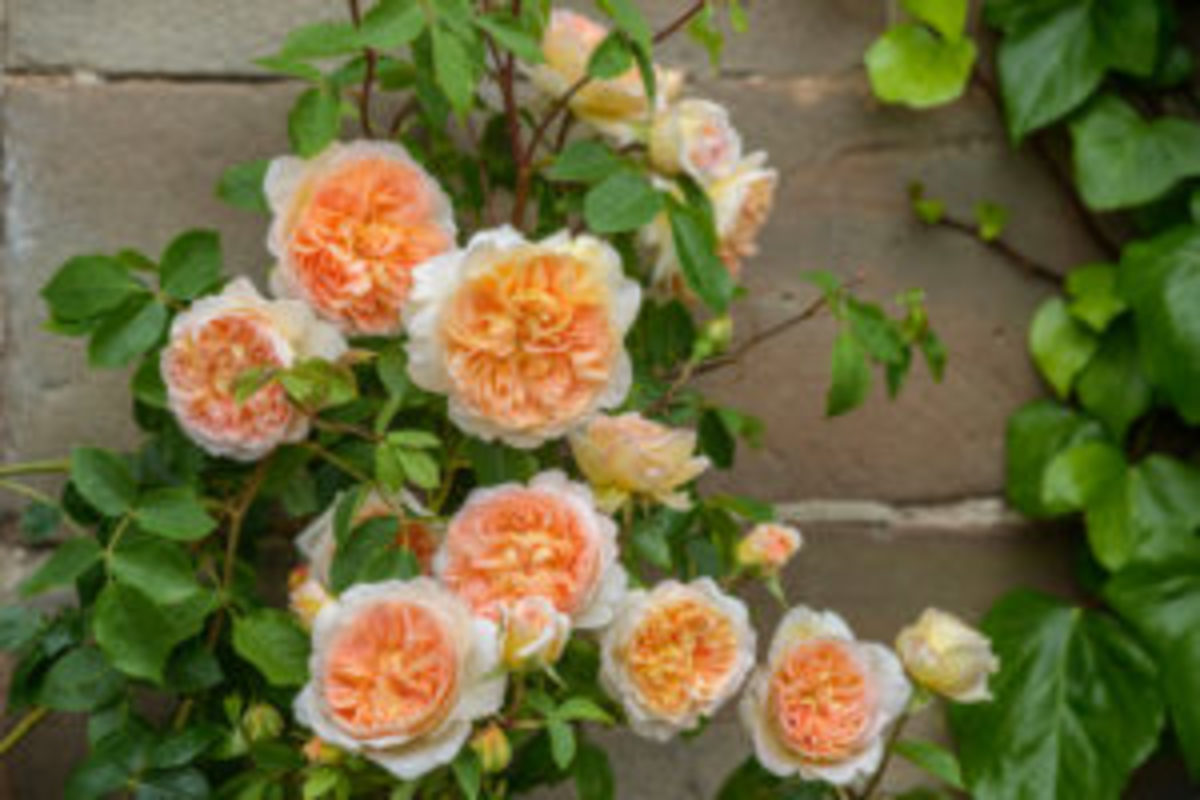 roses-to-grow-david-austin-roses