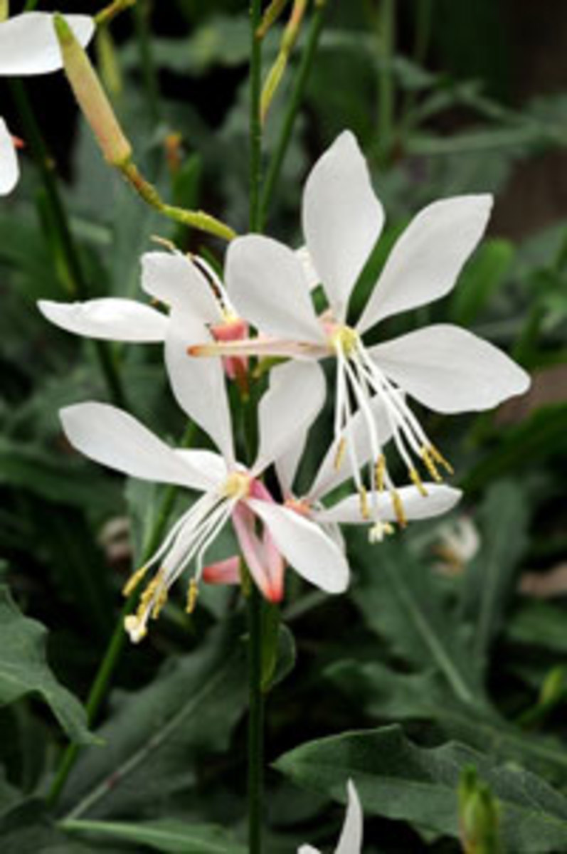 sparkle white guara flower