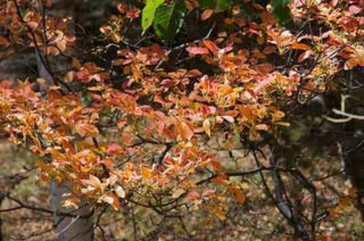 redvein enkianthus leaves