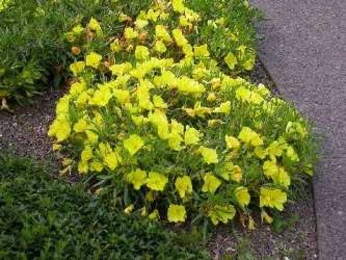 Missouri Primrose (Oenothera macrocarpa)