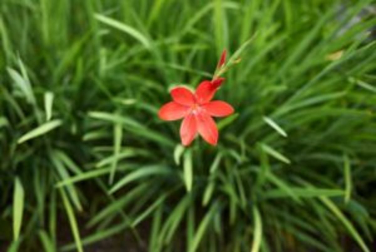 crimson flag lily