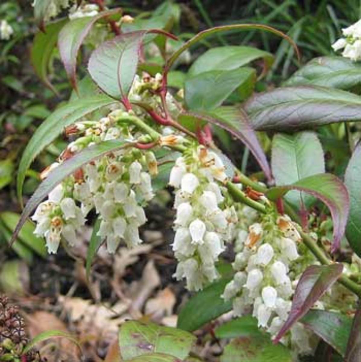 Dwarf Fetterbush, a Small Evergreen Flowering Shrub   Horticulture