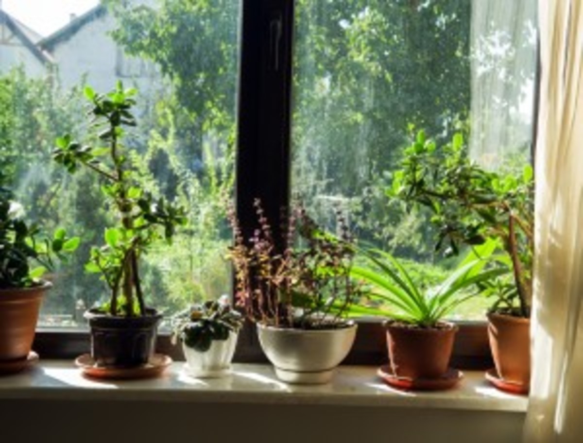 Caring for house plants