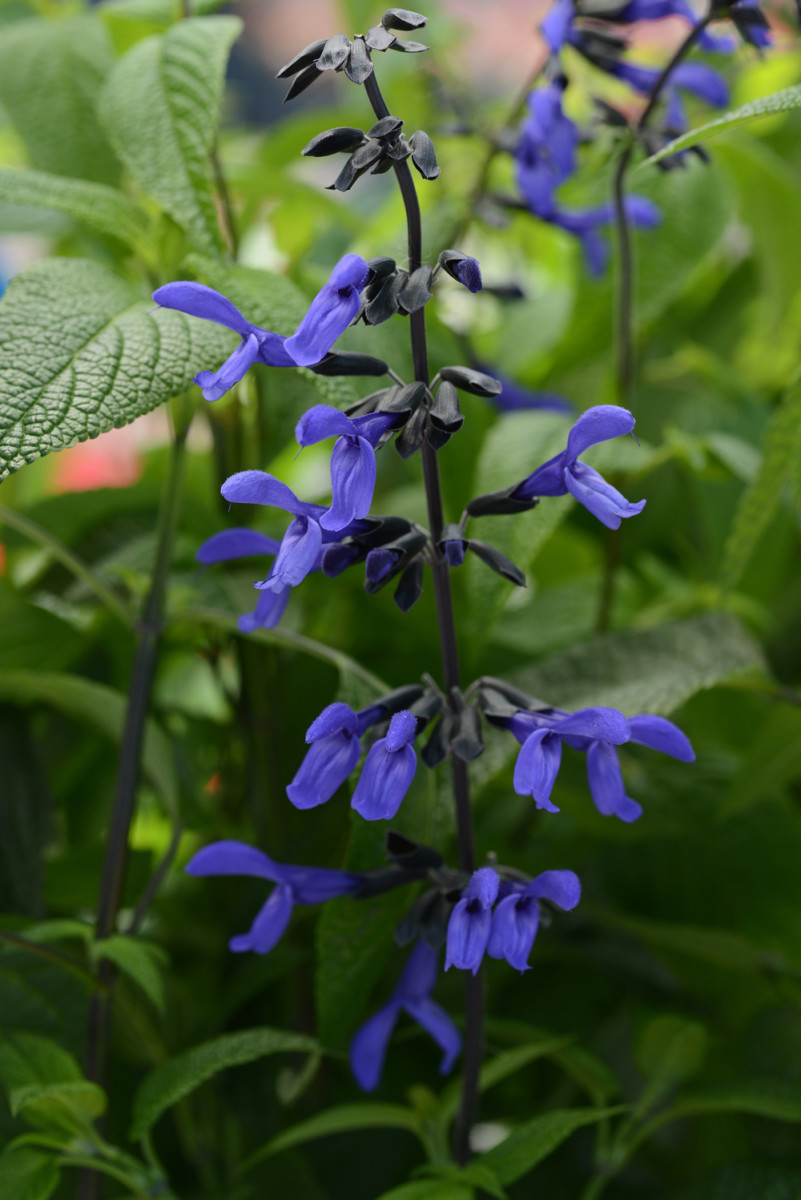 Starostlivosť o rastliny šalvia čierna modrá