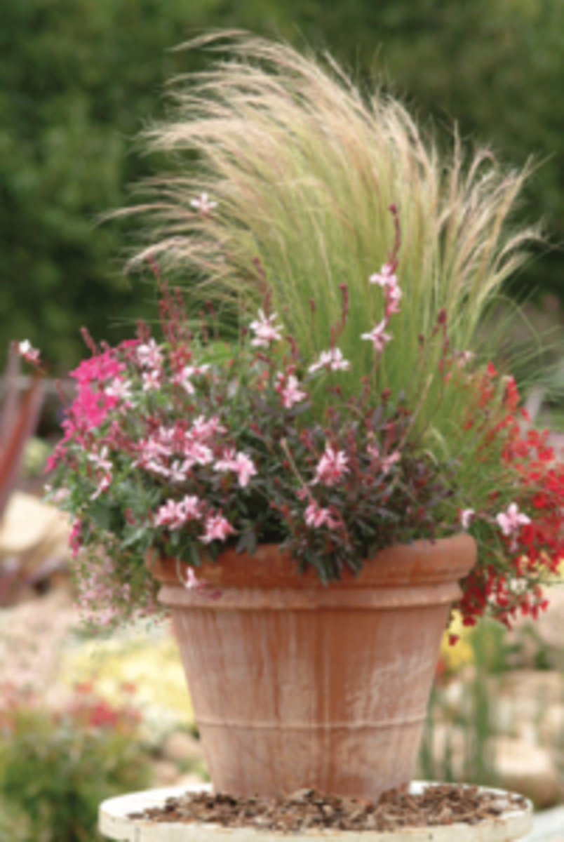 Gaura Karalee Petite Pink Is A Social Butterfly Horticulture