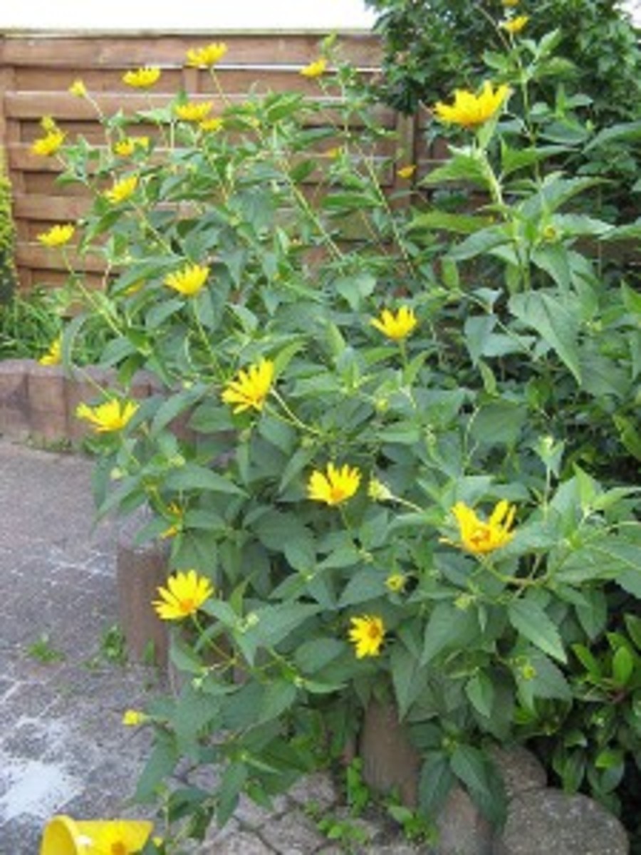 False sunflower (Heliopsis helianthoides)