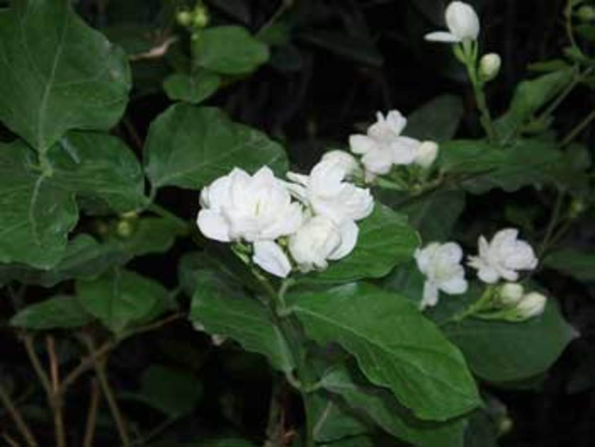 sambac jasmine