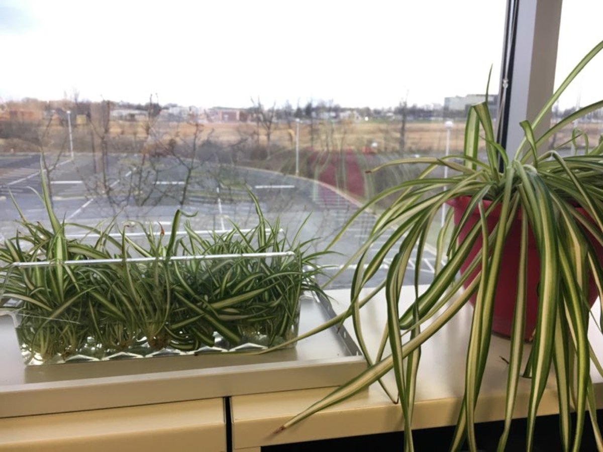 How to Grow New Spider Plants from Cuttings - Horticulture