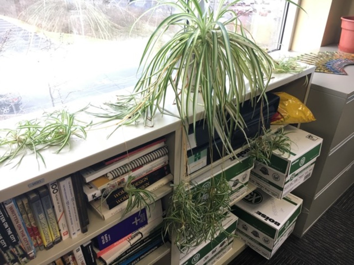 spider plants from cuttings