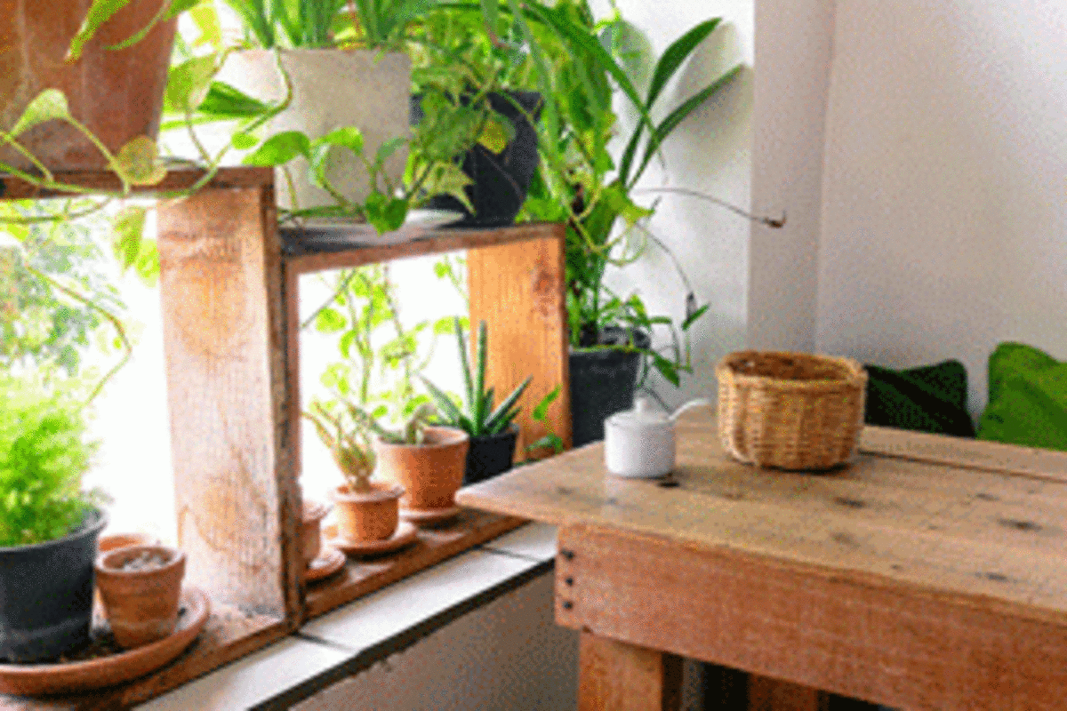 plants in your office