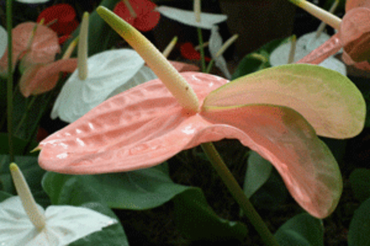 Pink lily indoor plant