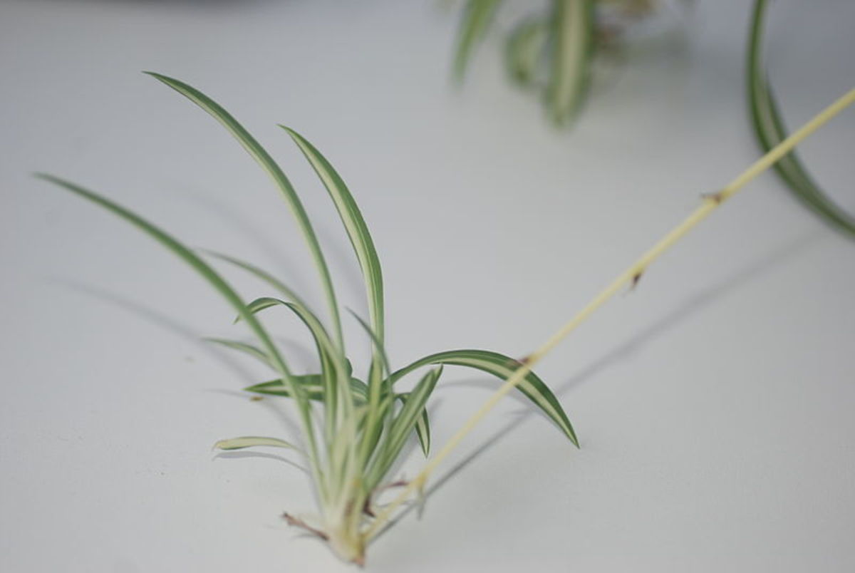 How To Grow New Spider Plants From Cuttings Horticulture,Getting Rid Of Poison Ivy Fast