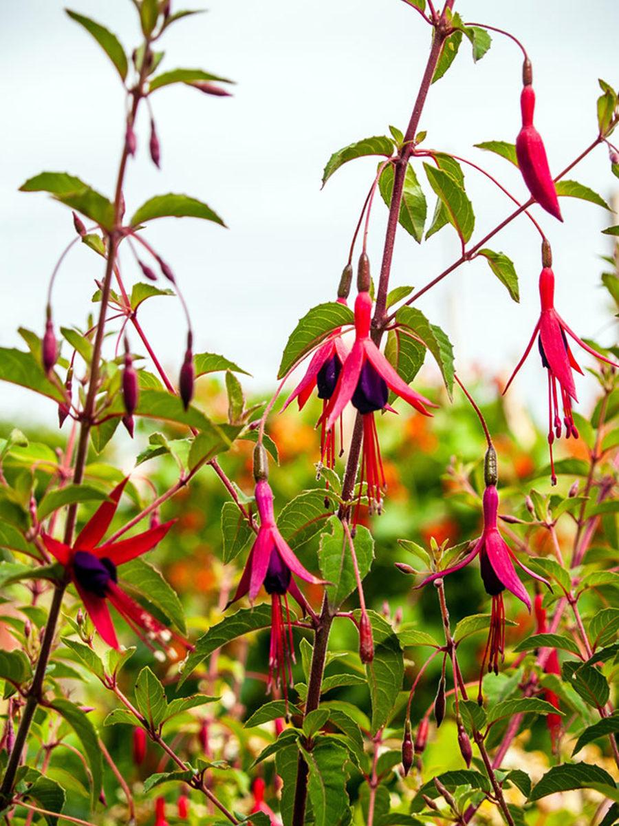 Fuchsia is one tender perennial that can be propagated by stem cuttings taken in autumn, with the right prep.