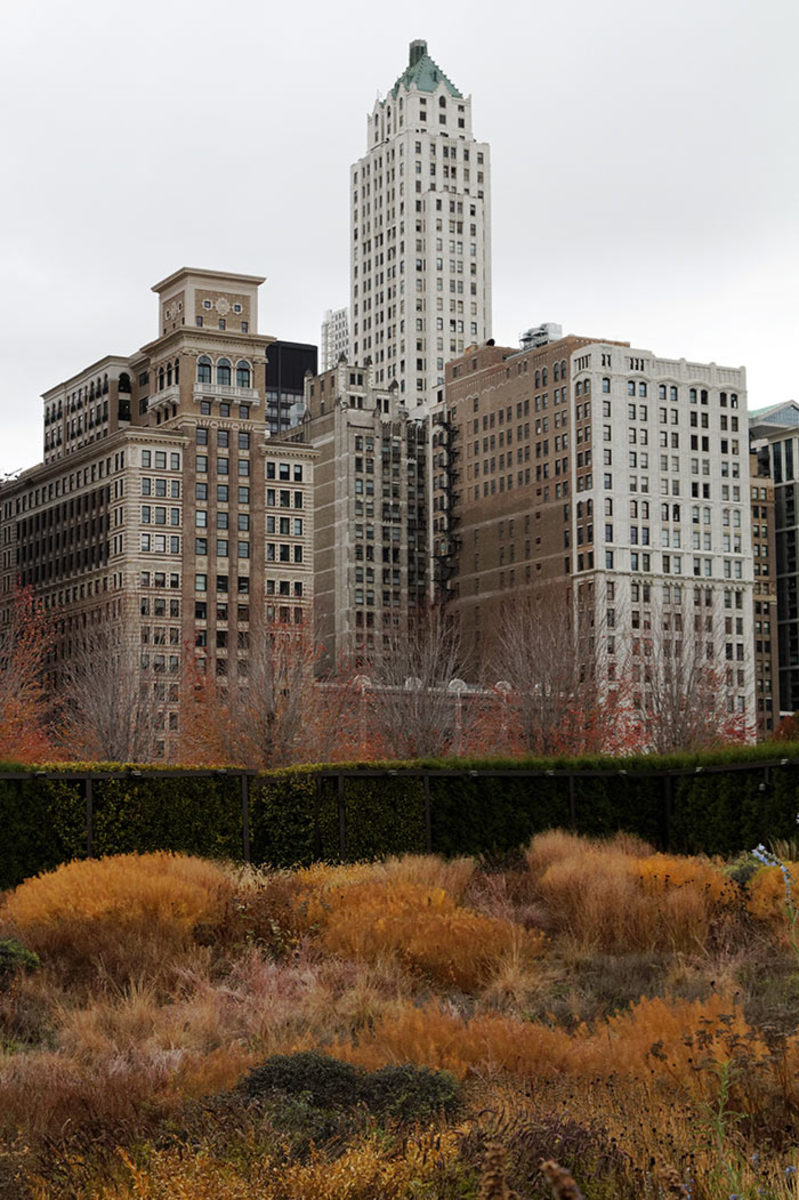 At Chicago's Lurie Garden, the perennial planting was designed by Piet Oudolf to wither and winter gracefully. Pictured here in November.