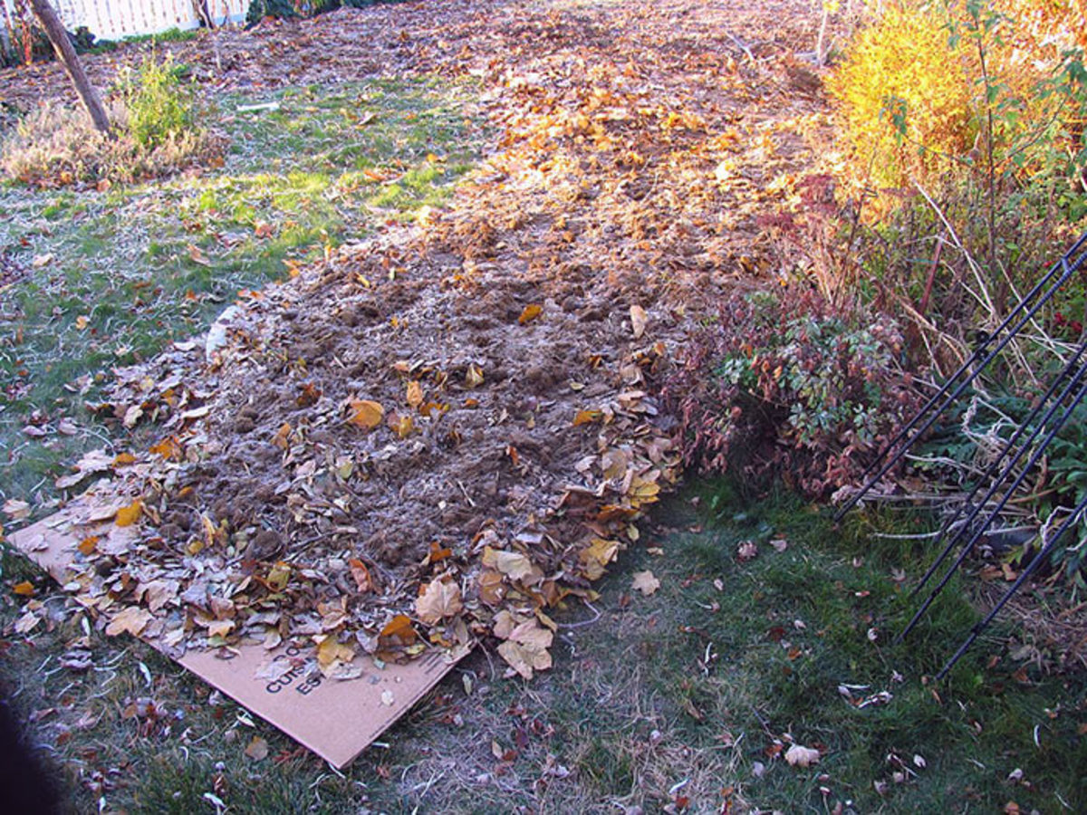 Cardboard covers grass; compost and shredded leaves cover cardboard.