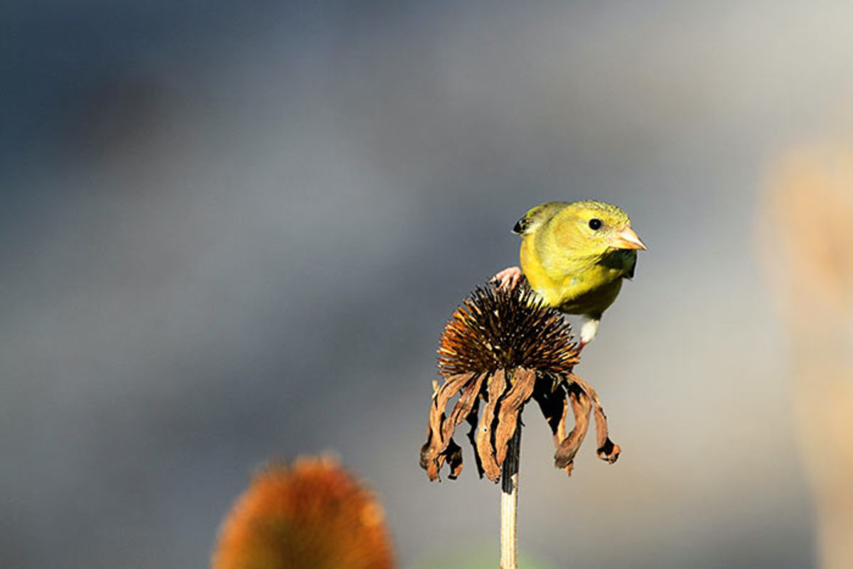 American goldfinch and spent coneflower.