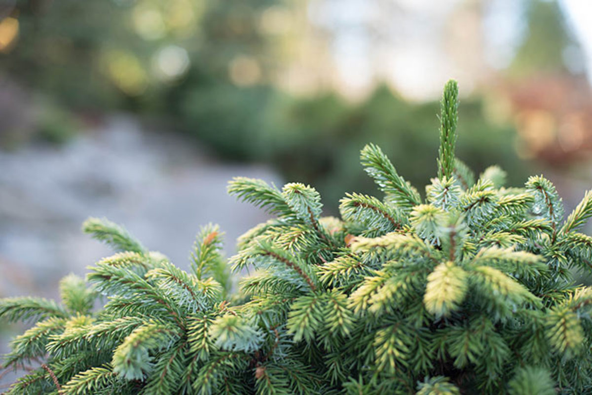 Shown: Dwarf balsam fir, or Abies balsamea 'Nana'.