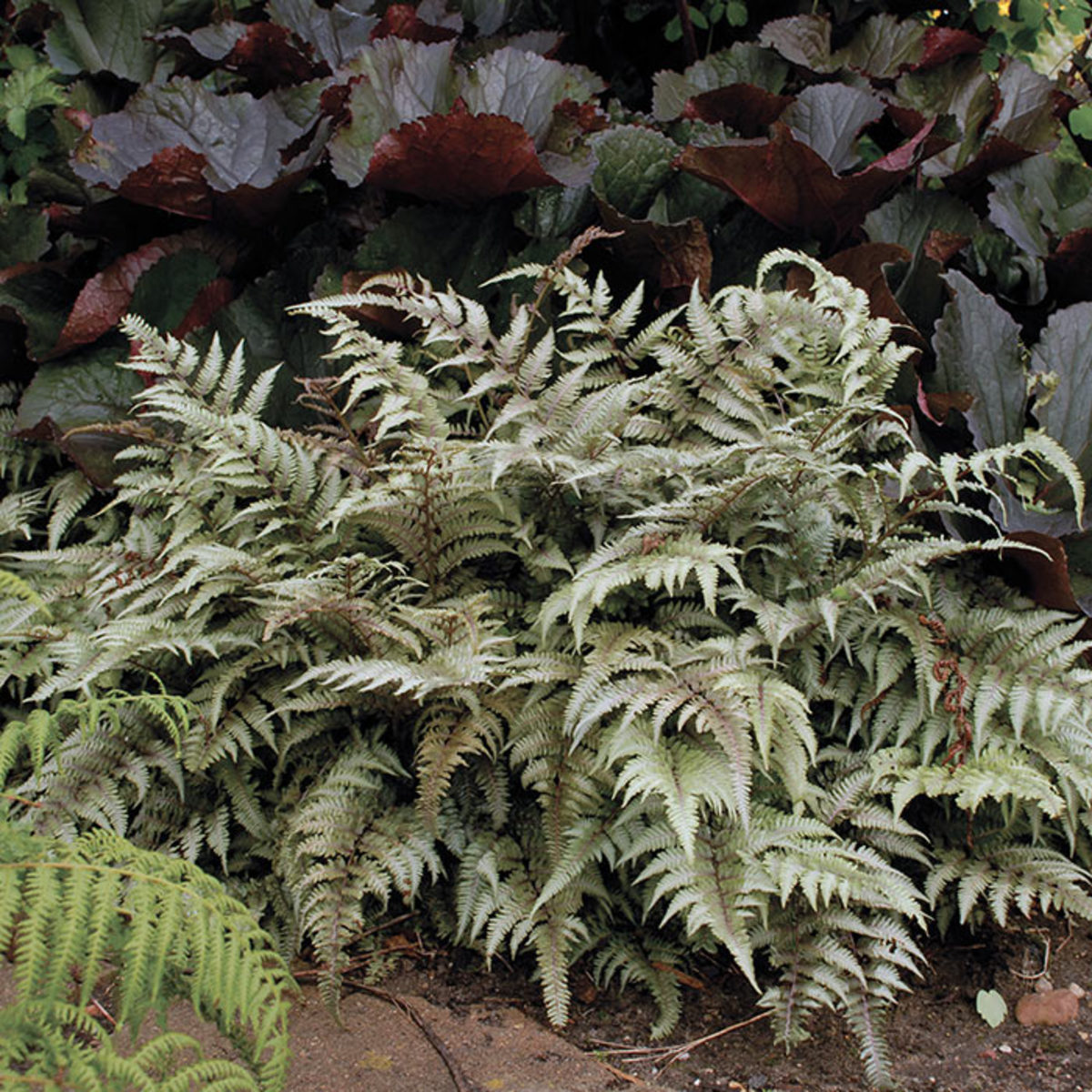 Japanese painted fern.