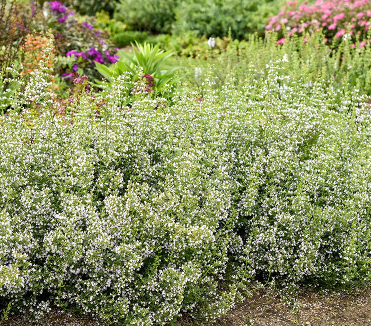 Lesser calamint is a low, bushy perennial with profuse white flowers throughout summer until the frost.