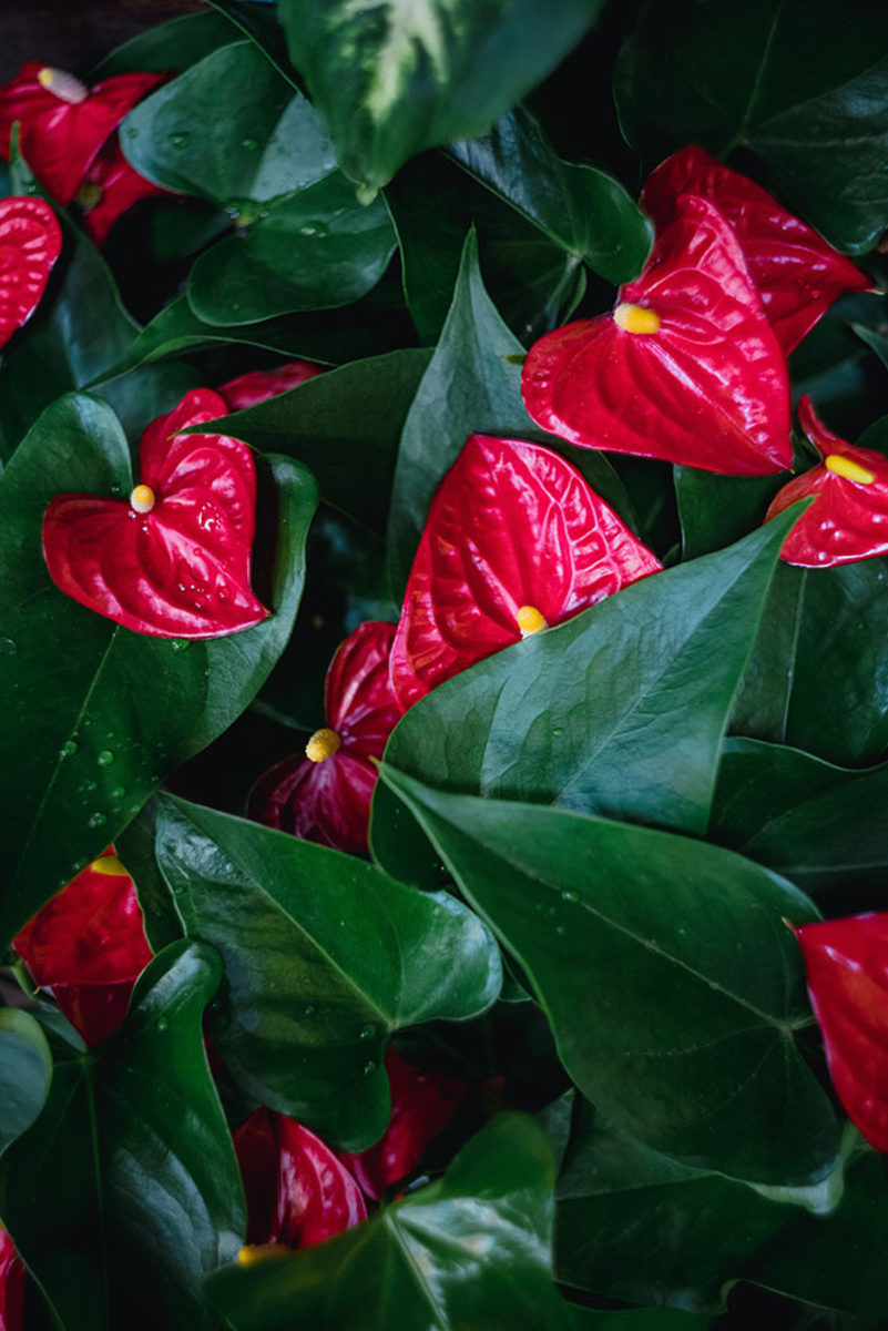 Anthurium has bold, waxy red "flowers" (which aren't actually flowers, but modified leaves!).