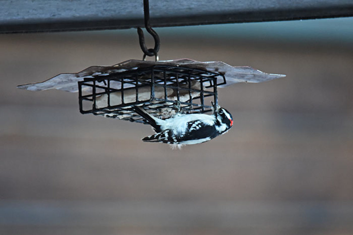 This upside-down suet feeder discourages squirrels. Shown feeding at it is a downy woodpecker.
