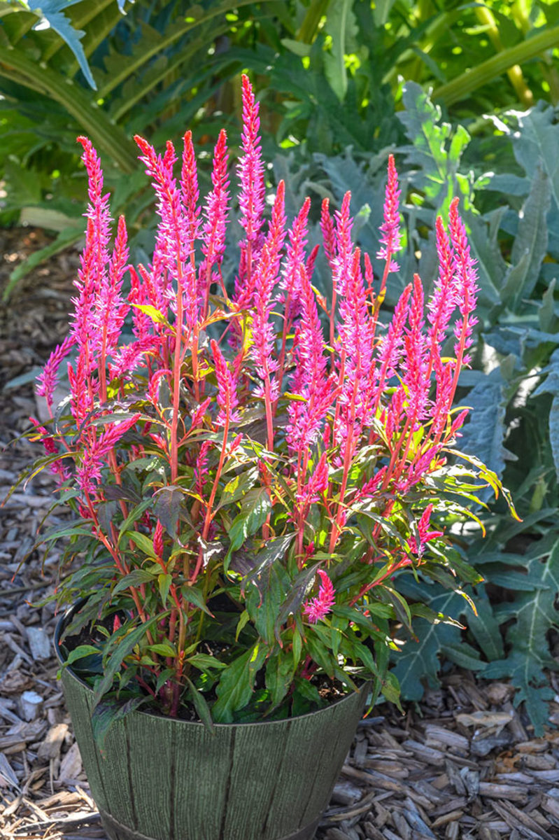 Candela Pink celosia is grown for its feathery hot-pink flowers.