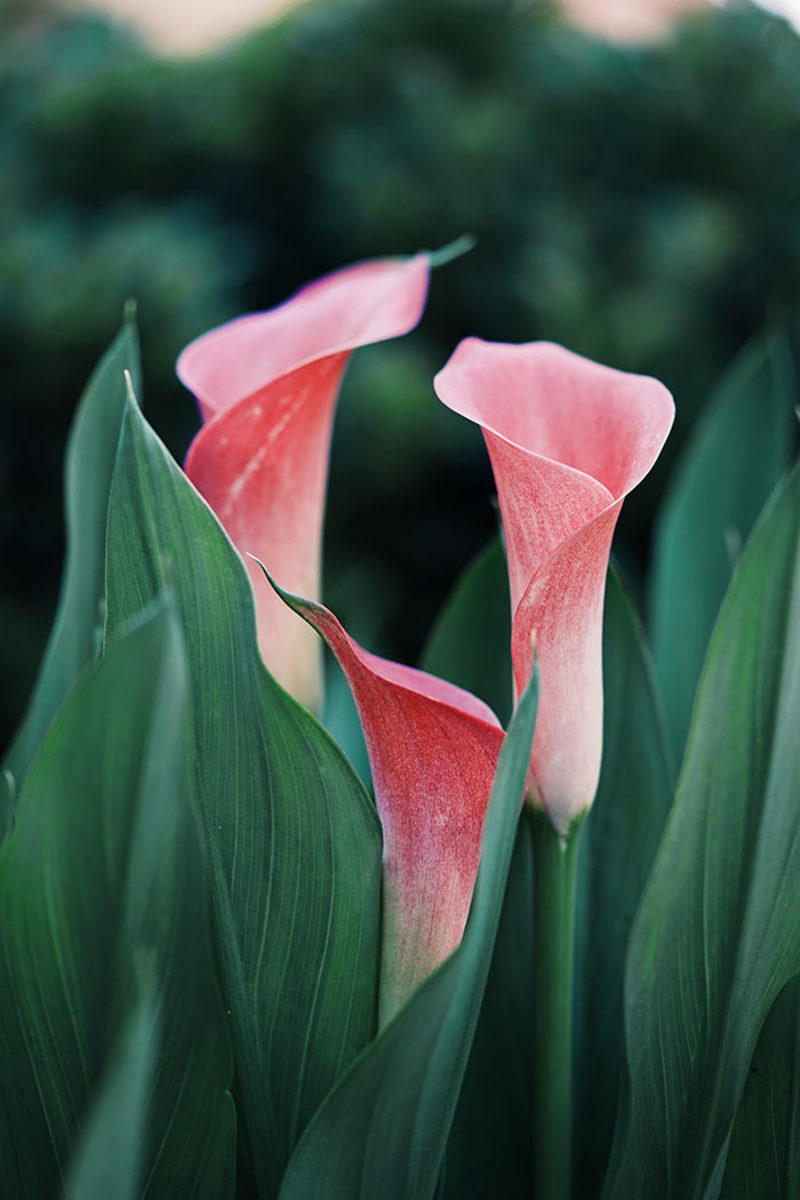 Calla lilies are summer-blooming bulbs to plant in spring. Sturdy stems and a long life mean their elegant flowers are perfect for the vase.