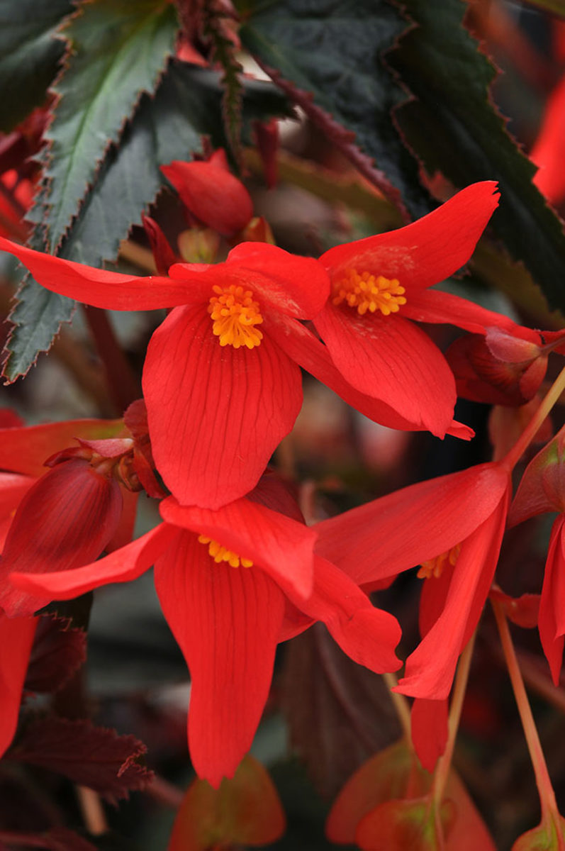 Dark leaves set off the vivid flowers of Mistral Dark Red Bolivian begonia.