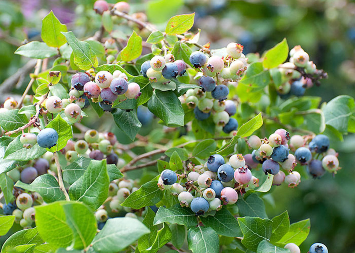 blueberrybush