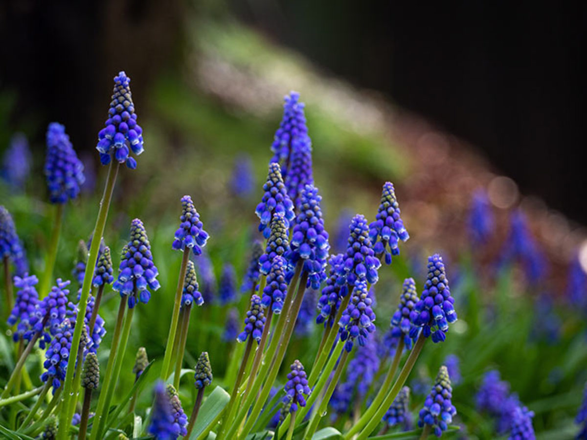 Grape hyacinth is a spring-blooming bulb with a strong, sweet scent.