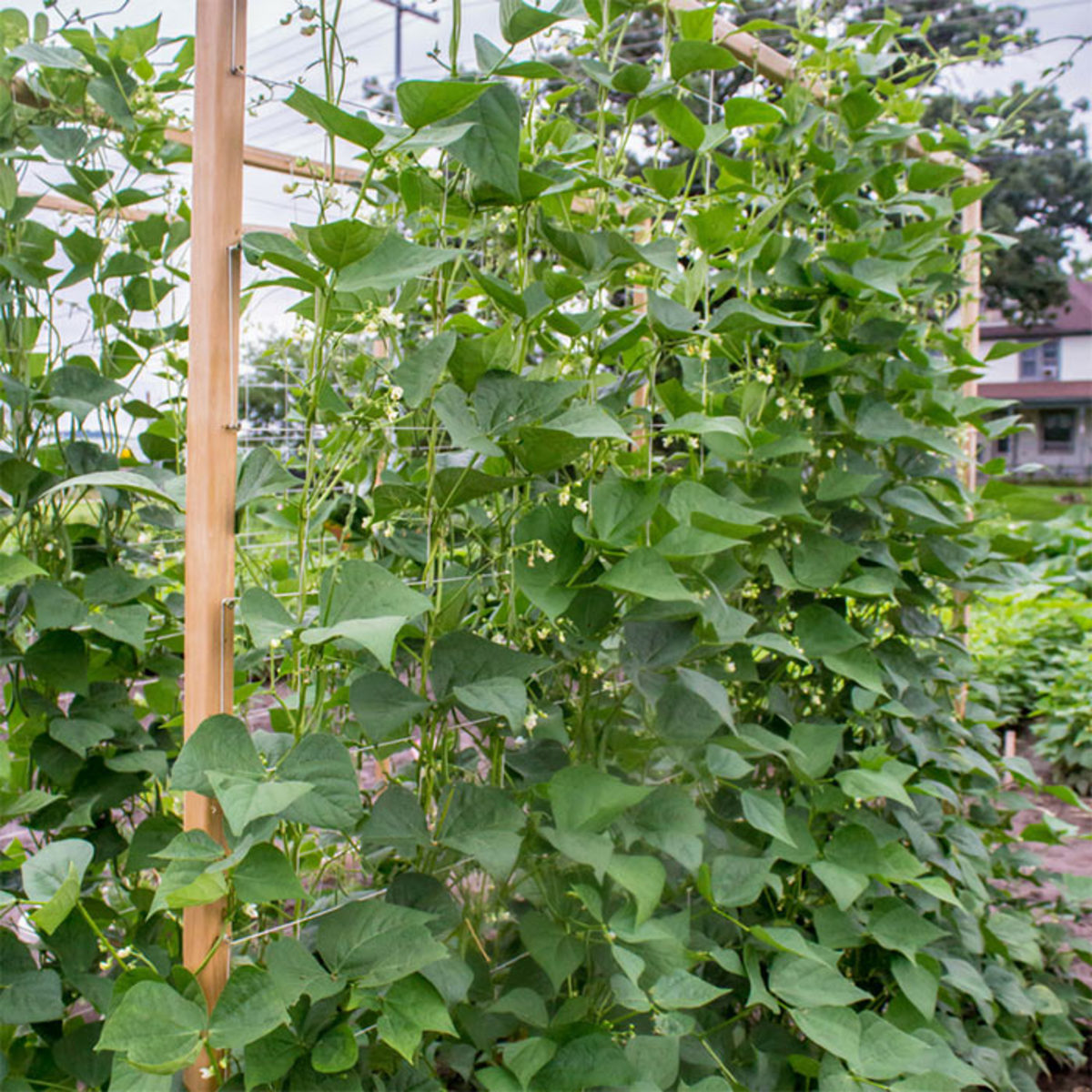 A pole bean like this variety, 'Seychelles', needs a trellis or other support to climb.