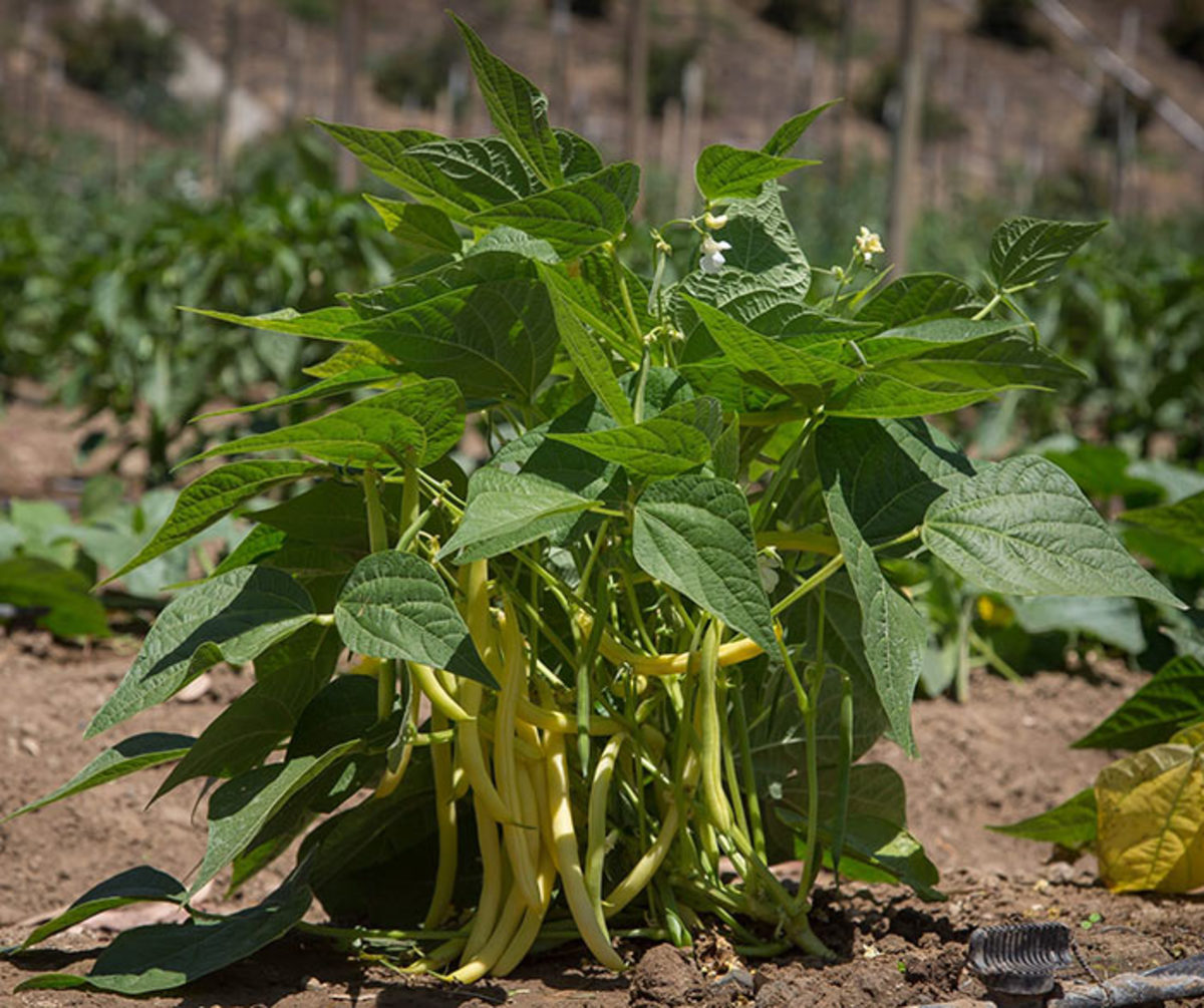'Custard' is a bush bean that produces pale yellow snap beans.