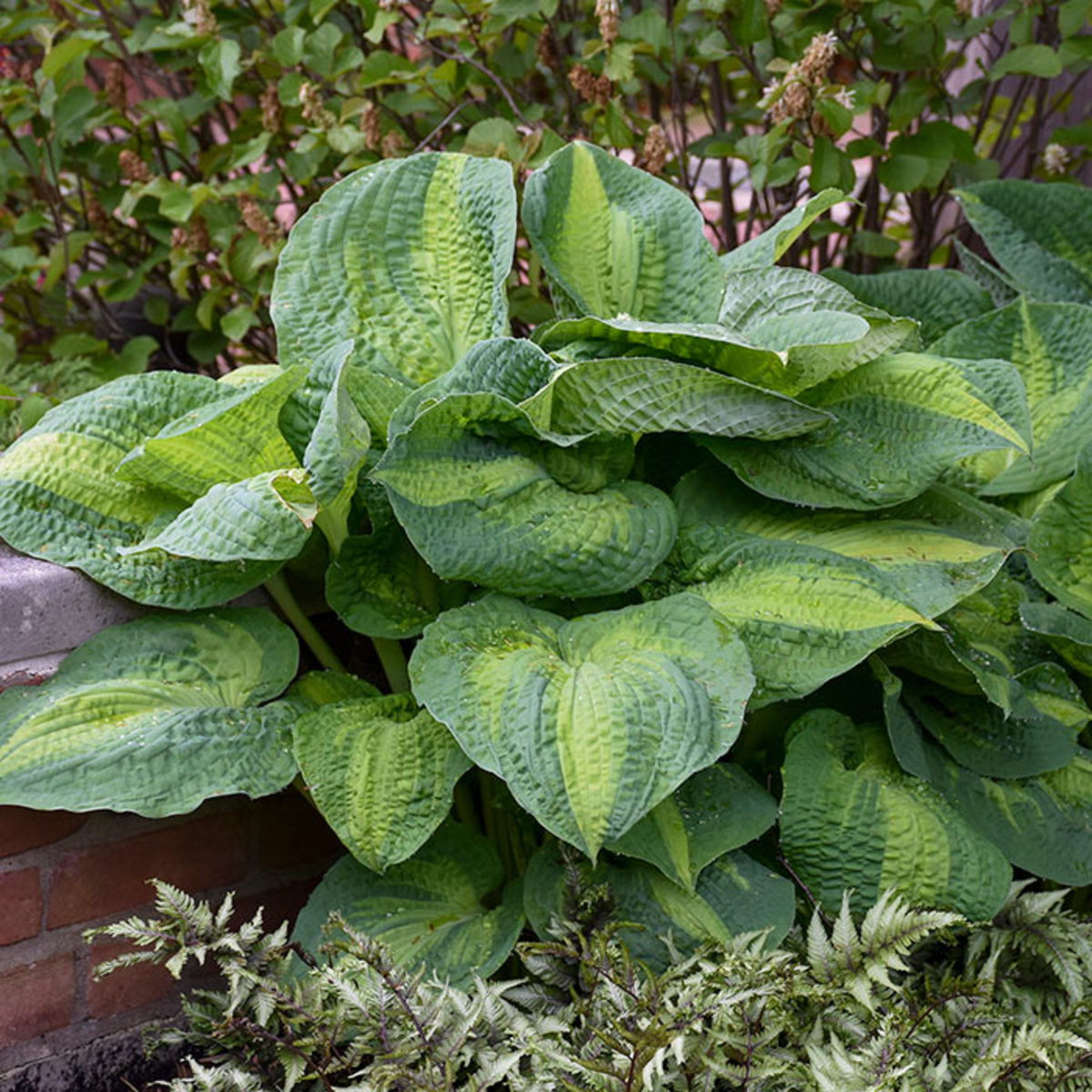 The leaves of 'Brother Stefan' hosta have a remarkable seersucker texture.