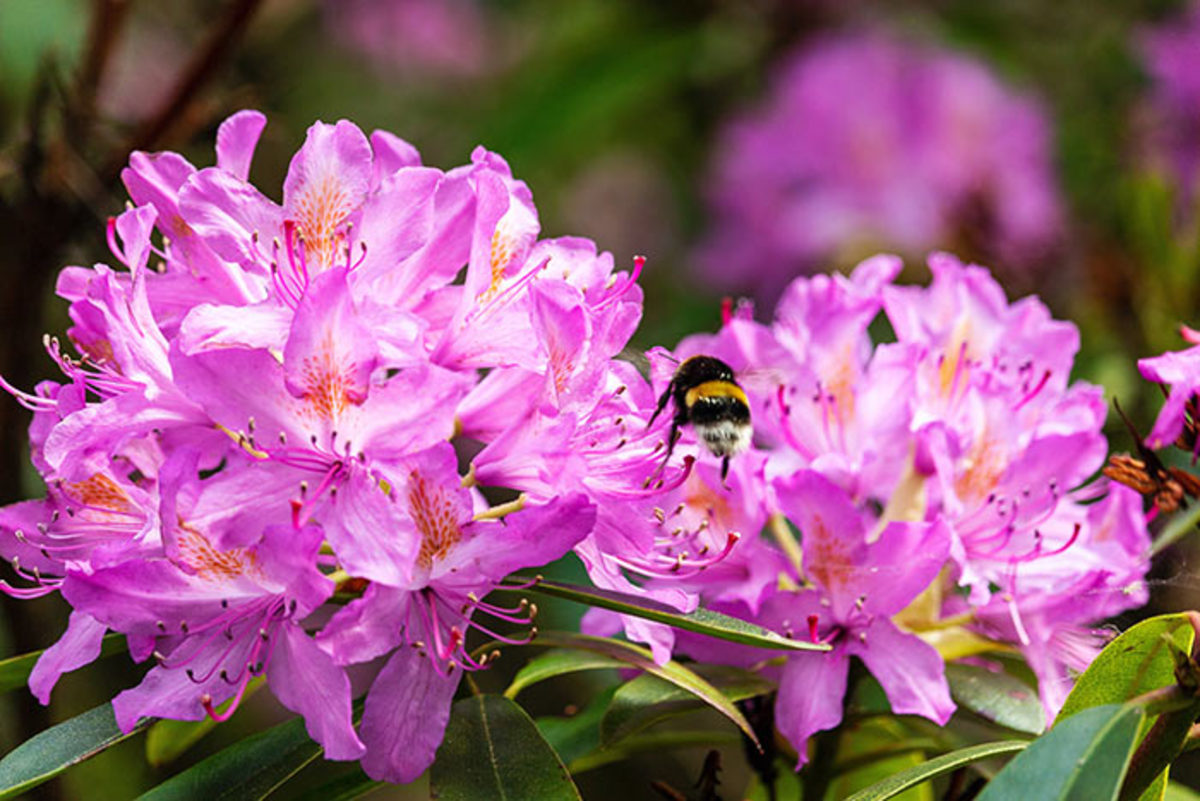 rhododendrons: spring planting and care tips - horticulture