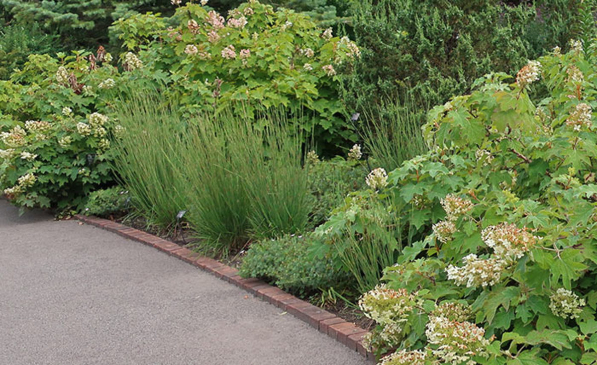Flanked by oakleaf hydrangea, a group of little bluestem (Schizachyrium scoparium Little Arrow) stand upright and green in this midsummer scene. Come fall, these grasses will steal the show with fiery foliage and eye-catching seed heads. The hydrangeas will offer excellent color at that time, too.