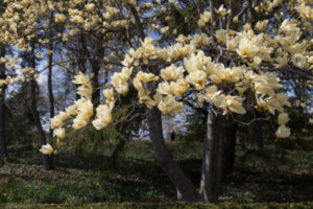 elizabeth magnolia
