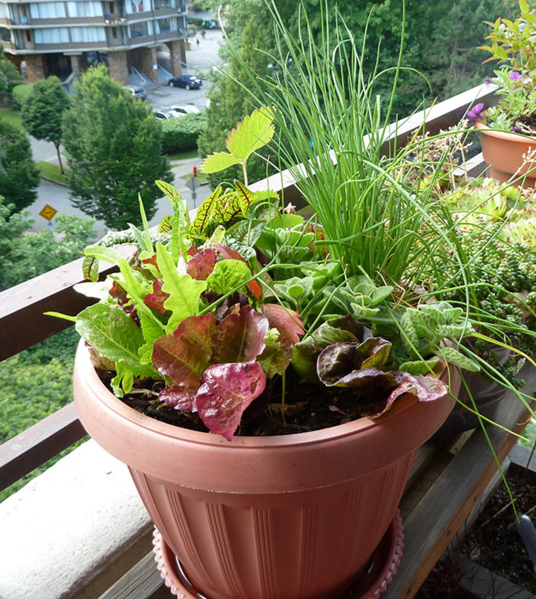 A mixture of different kinds of lettuce grow with chives in a balcony pot.